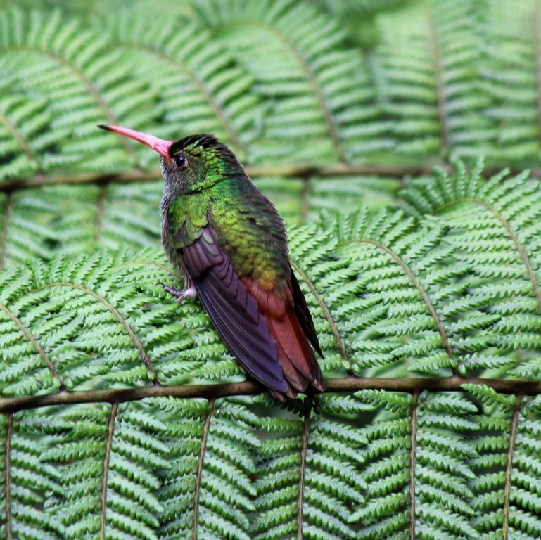 Saguamby Mindo Lodge Екстер'єр фото